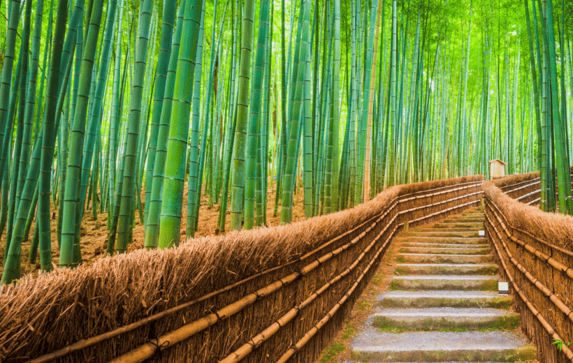 Discovery STEM Trip to Japan