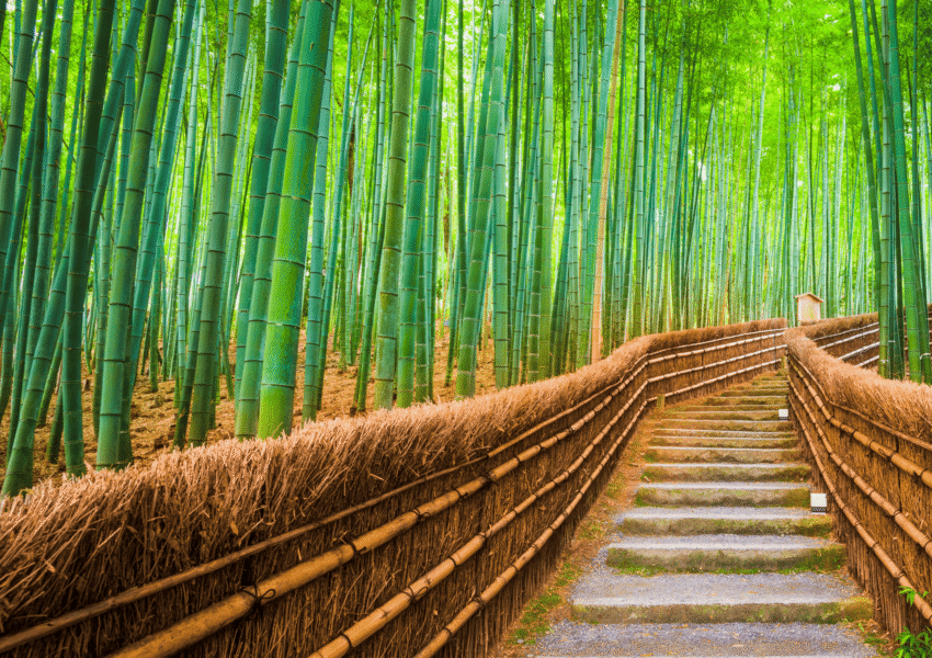 Japan STEM Trip